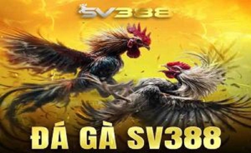 Đá gà SV388